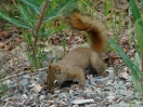 31-Juni- Pine Squirrel - Teslin Lake